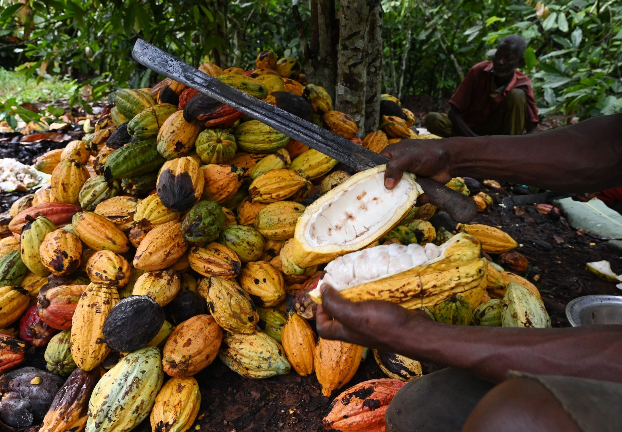 Côte d’Ivoire-Ghana Cocoa Initiative commends Ghana’s govt for announcing new producer price of cocoa