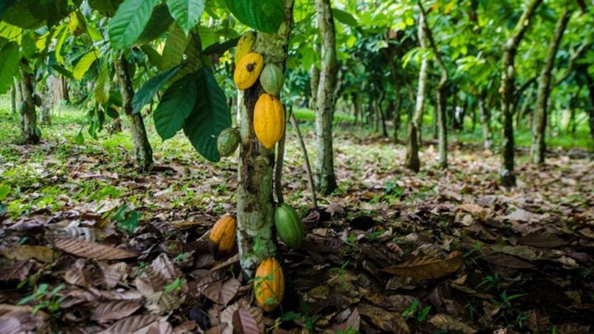 COCOSHE commends government for increasing cocoa producer price to GH¢3,625 per bag