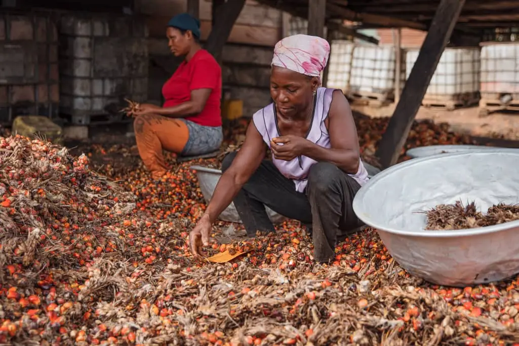 How planting of rubber is depriving Ahanta West of benefits of palm fruit