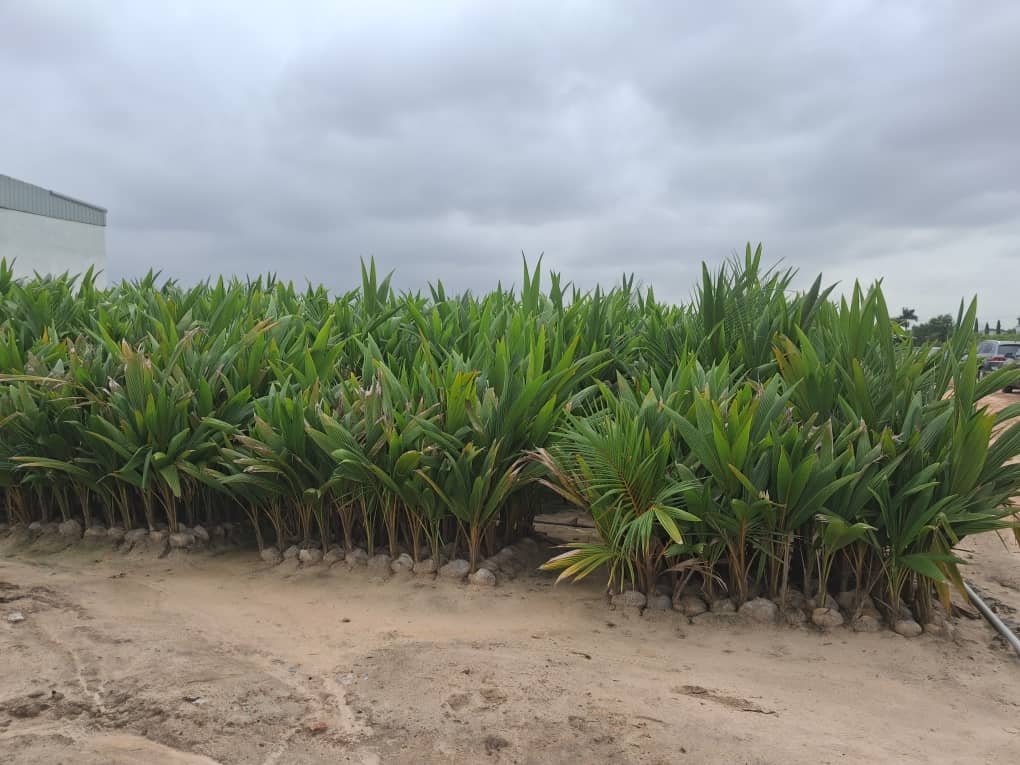 Mahama directs distribution of 3 million seedlings to coconut farmers across the country
