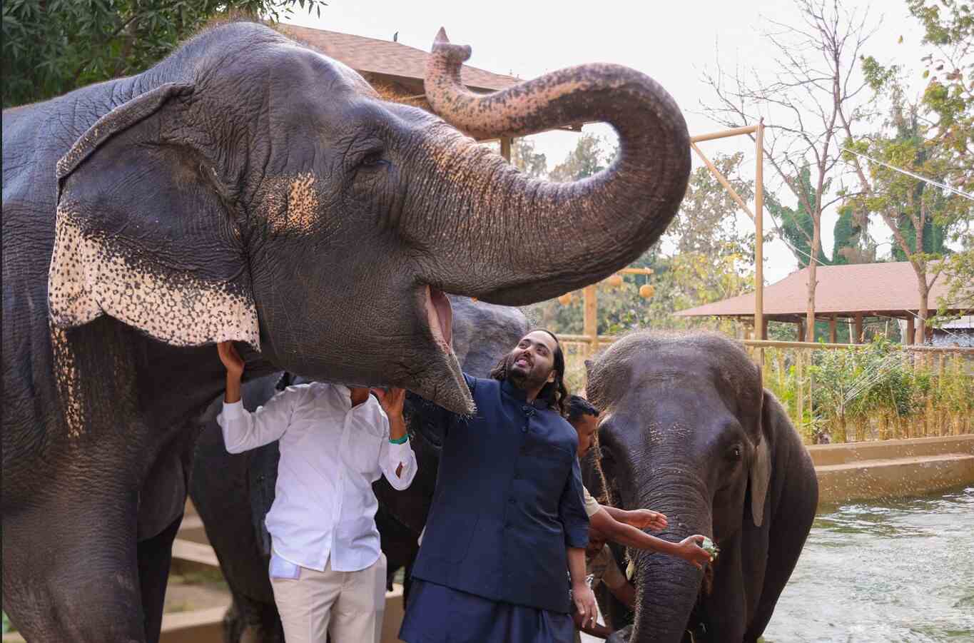 India’s Supreme Court clears Vantara Zoo of wrongdoing