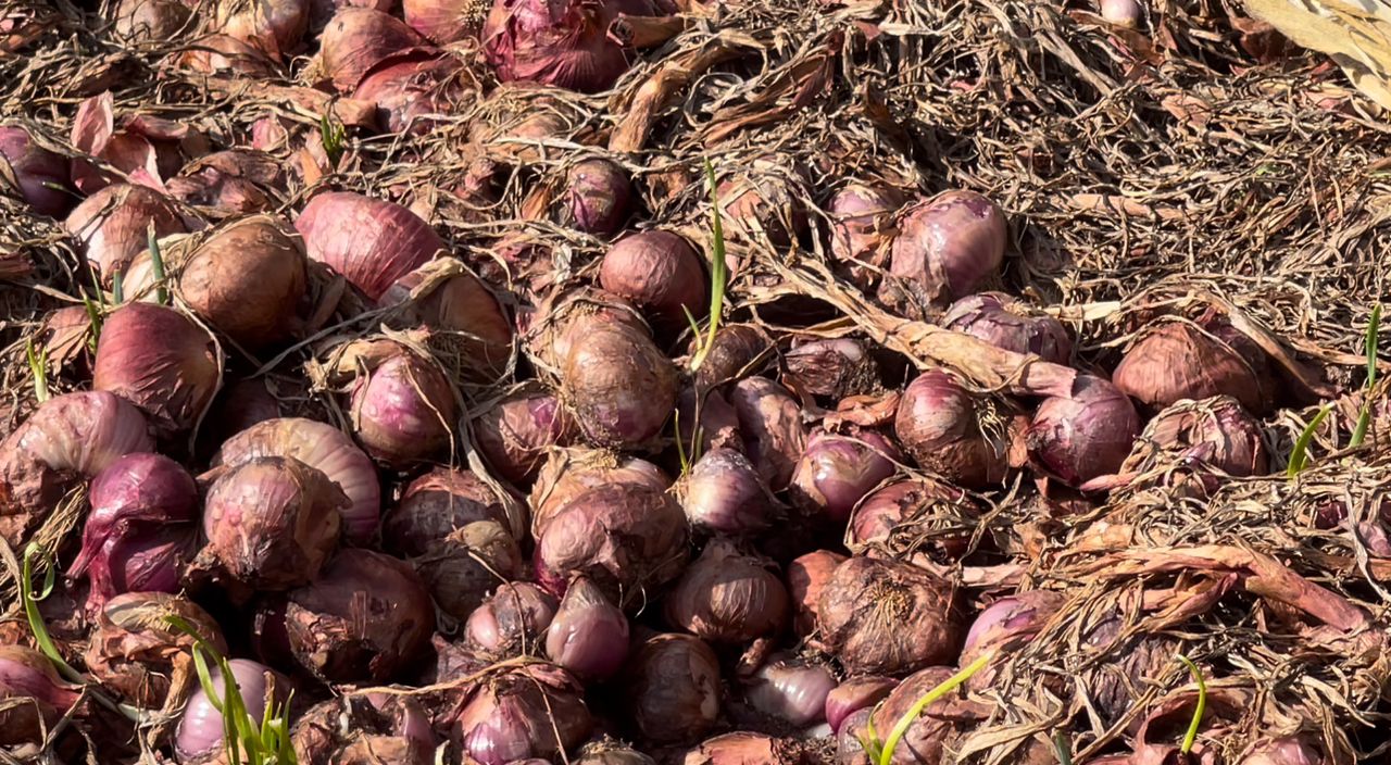 Onion Glut: Farmers in Anloga District bemoan huge losses