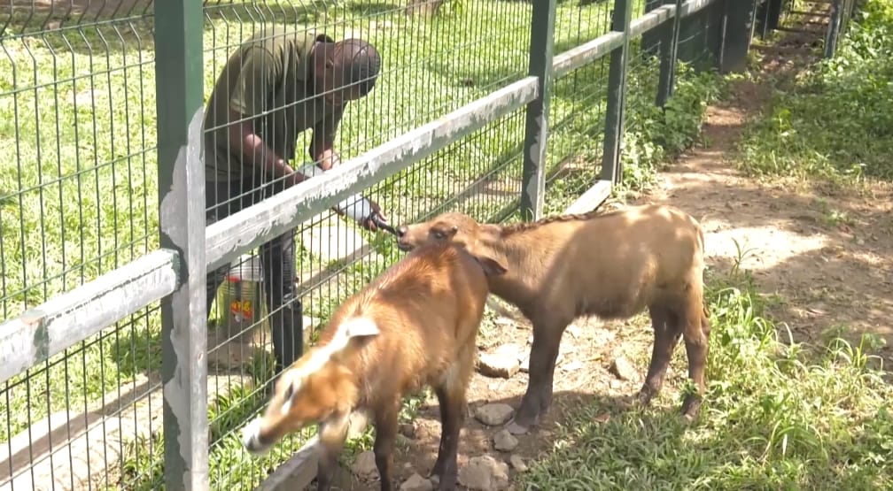 Manager of Kumasi Zoo calls for strict adherence to closed season to protect wildlife