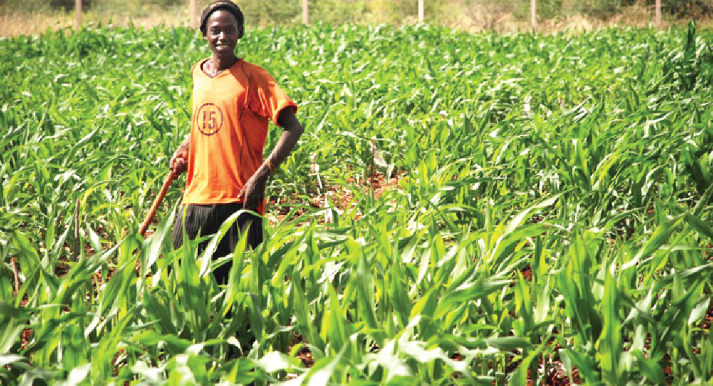 Smallholder farmers play critical role in global food production – Agric Minister
